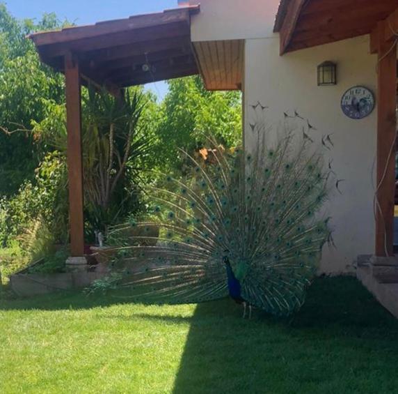 Alojamiento Los Nogales Santa Cruz Exteriör bild